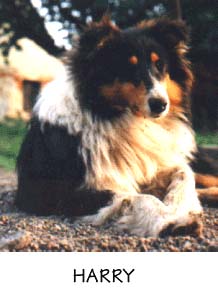černo bělouš